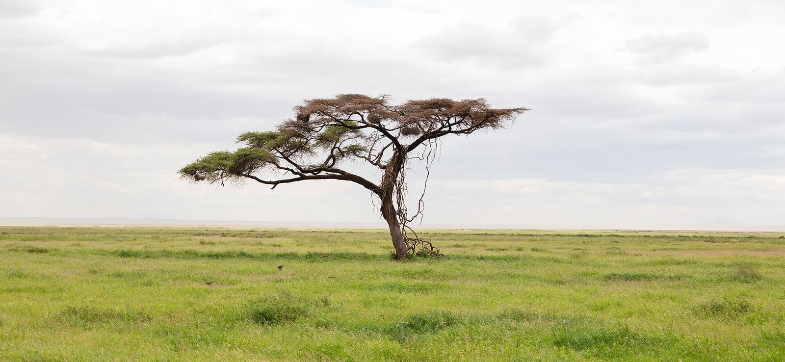 An acacia standing on the open plain