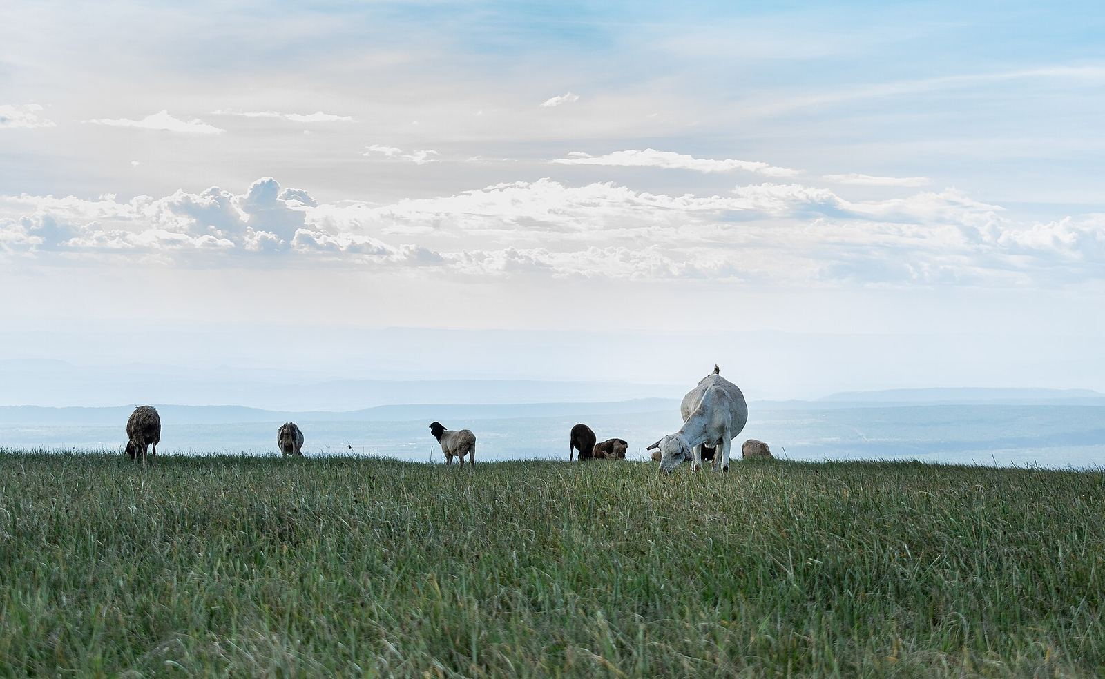 Goats grazing the rangeland