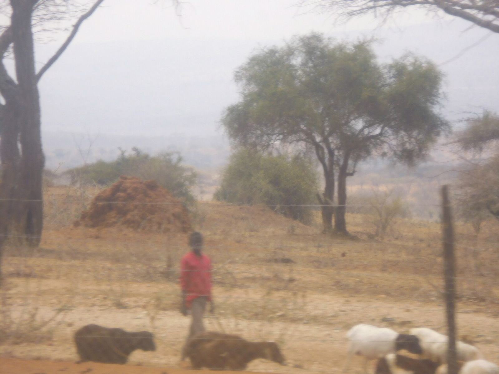 A young herder tending stock in the dry season