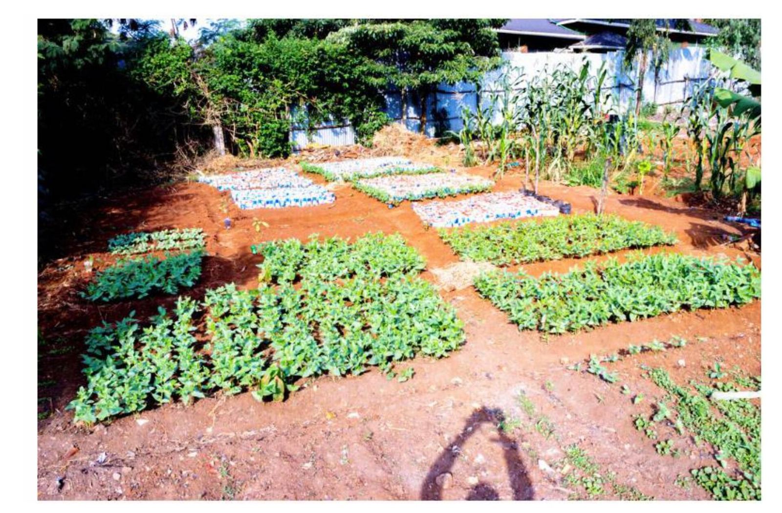 A kitchen garden in full production