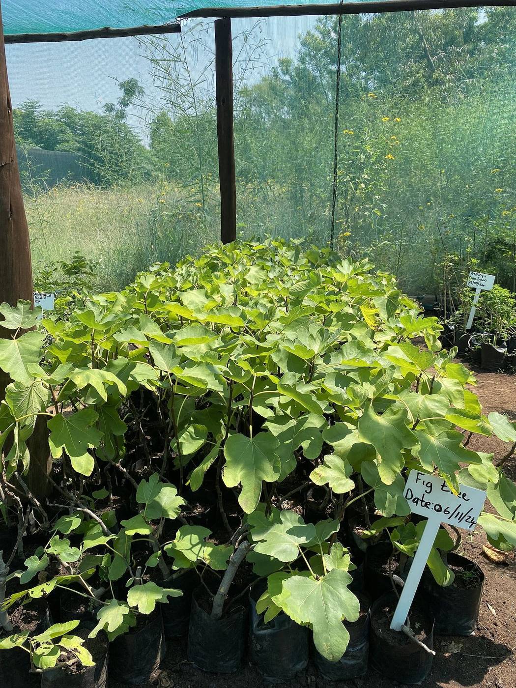 Seedlings raised in a community nursery